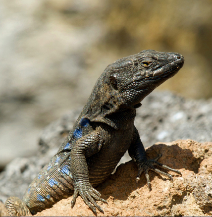 Lizard